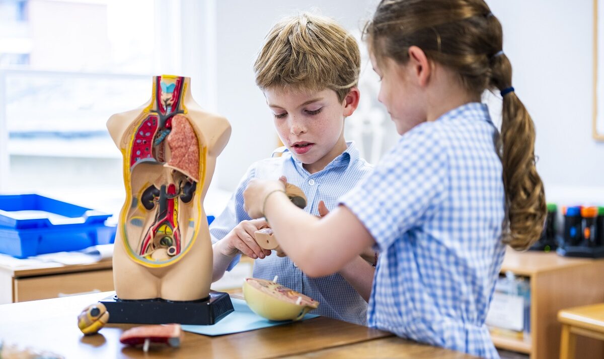 students looking at the human anatomy