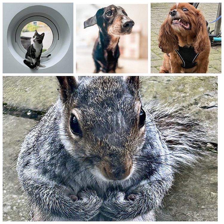 photos of animals