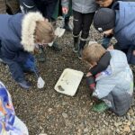 Children in winter coats kneel on gravel, using nets to scoop small aquatic creatures into a shallow white tray.