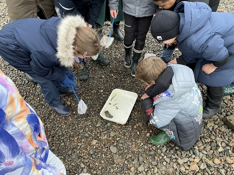 Children in winter coats kneel on gravel, using nets to scoop small aquatic creatures into a shallow white tray.